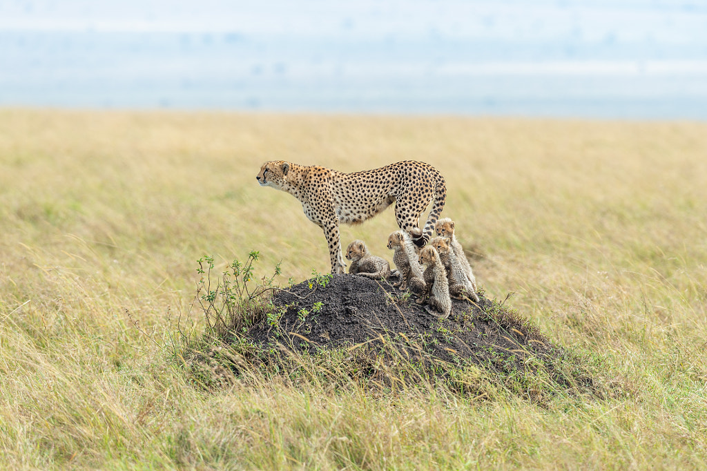 Vigilance by Jeffrey Sink on 500px.com