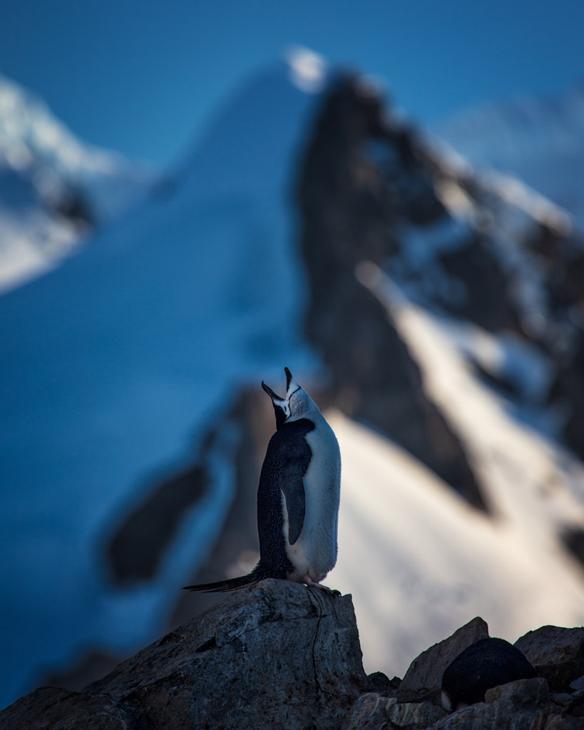 A-wooo! by Rebecca North on 500px.com