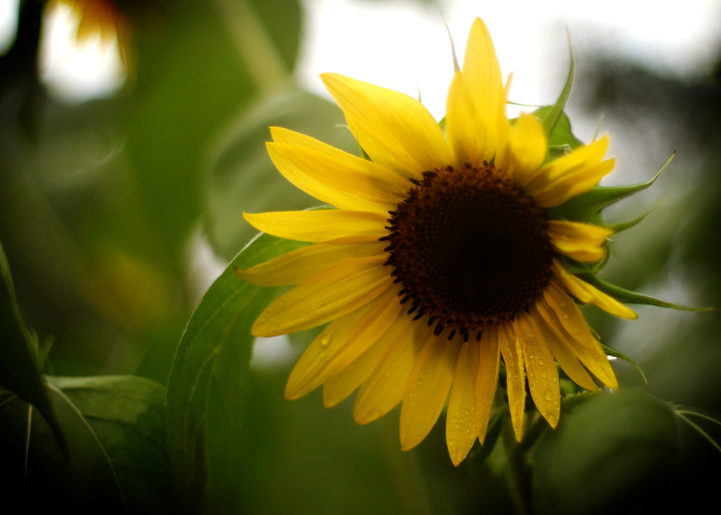  Tournesol sous la Pluie by Jeff Carter on 500px.com