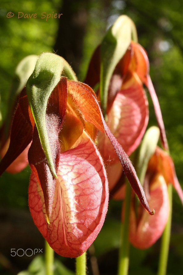 Pink Lady's Slippers, Allegany SP, NY