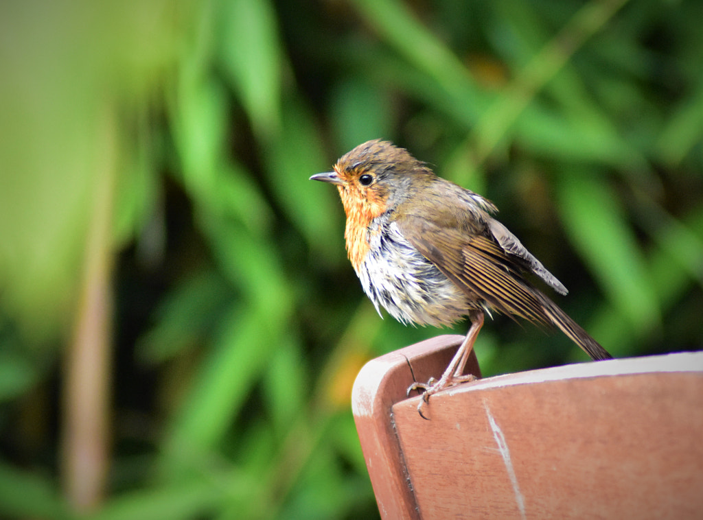 Robin wet & wild by Andy Mills on 500px.com