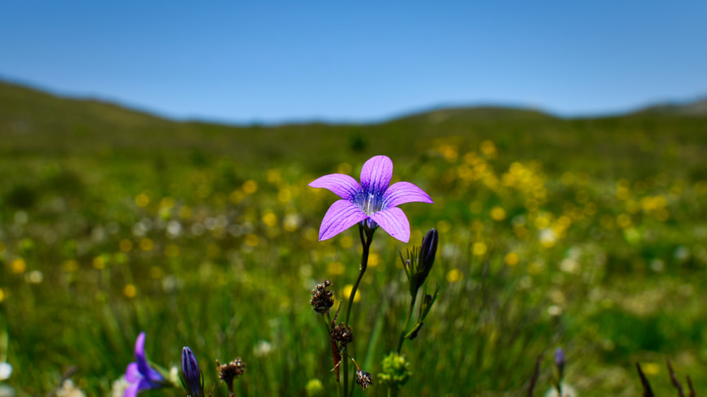 mountain flower by Bogdan Picioreanu on 500px.com