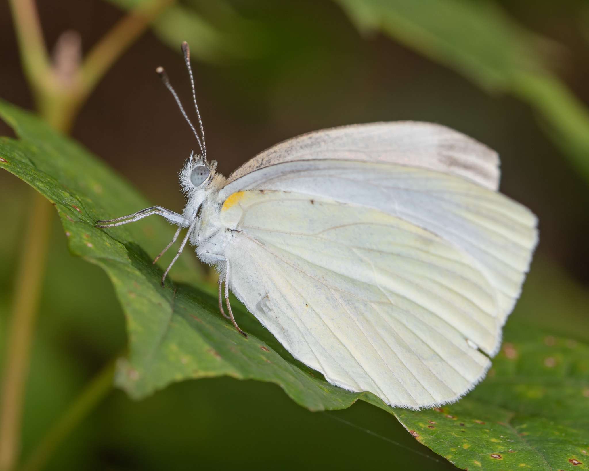 Mustard White