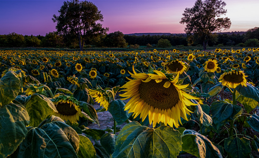 Field of Sunflowers in evening by Pavel Baturin on 500px.com