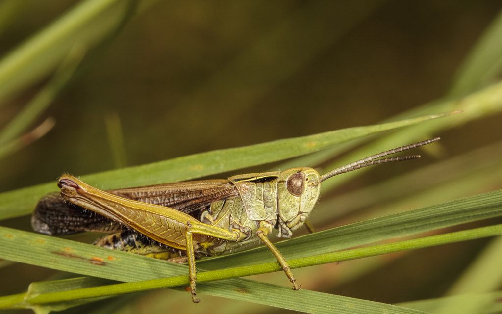 IMAGE: https://drscdn.500px.org/photo/1000344384/m%3D900/v2?sig=762da4e4ccf4bff0029108221c7f4d6bdc1508ecb10eb8982dab13d9474aa0b1