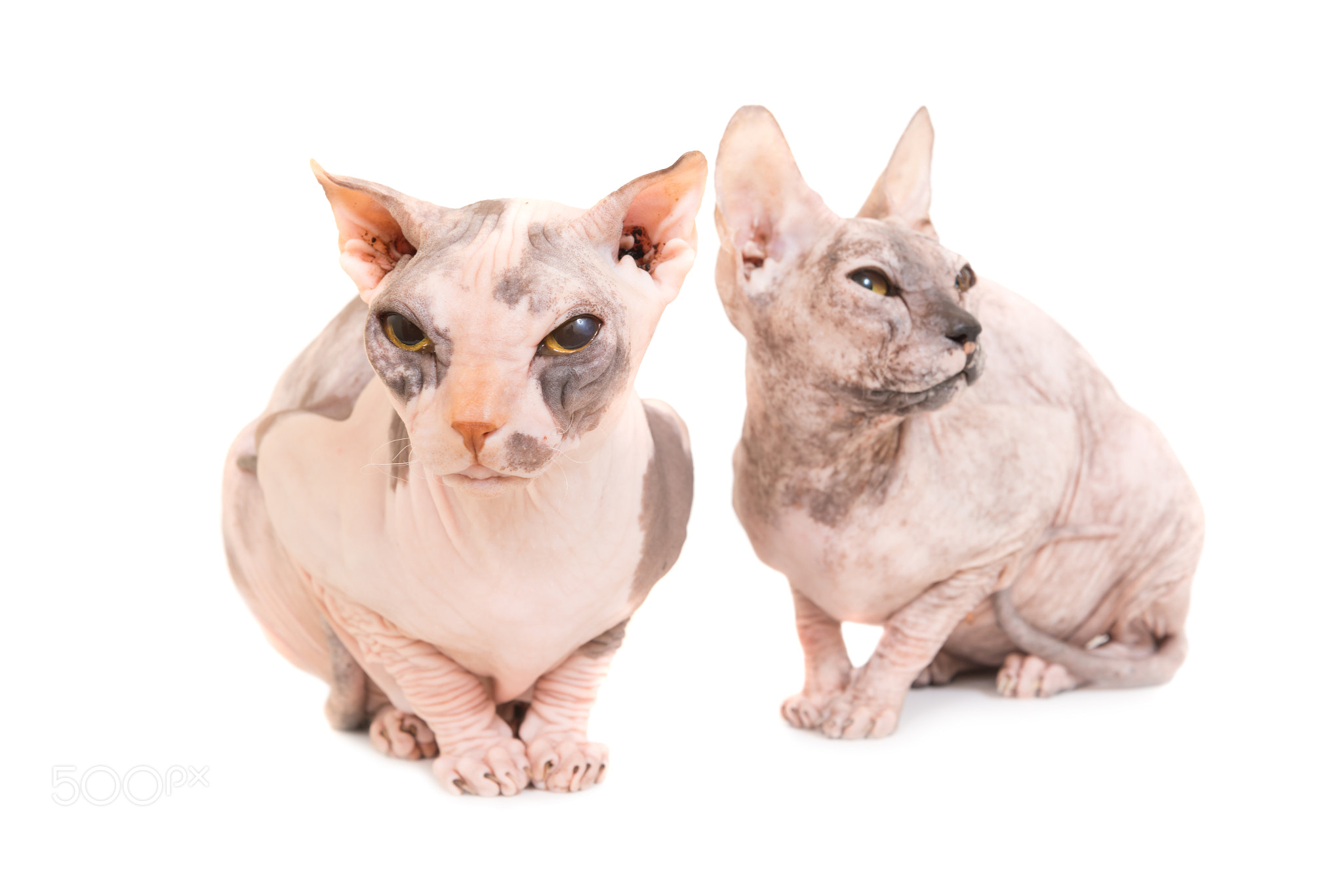 Two sitting purebred sphinx cats