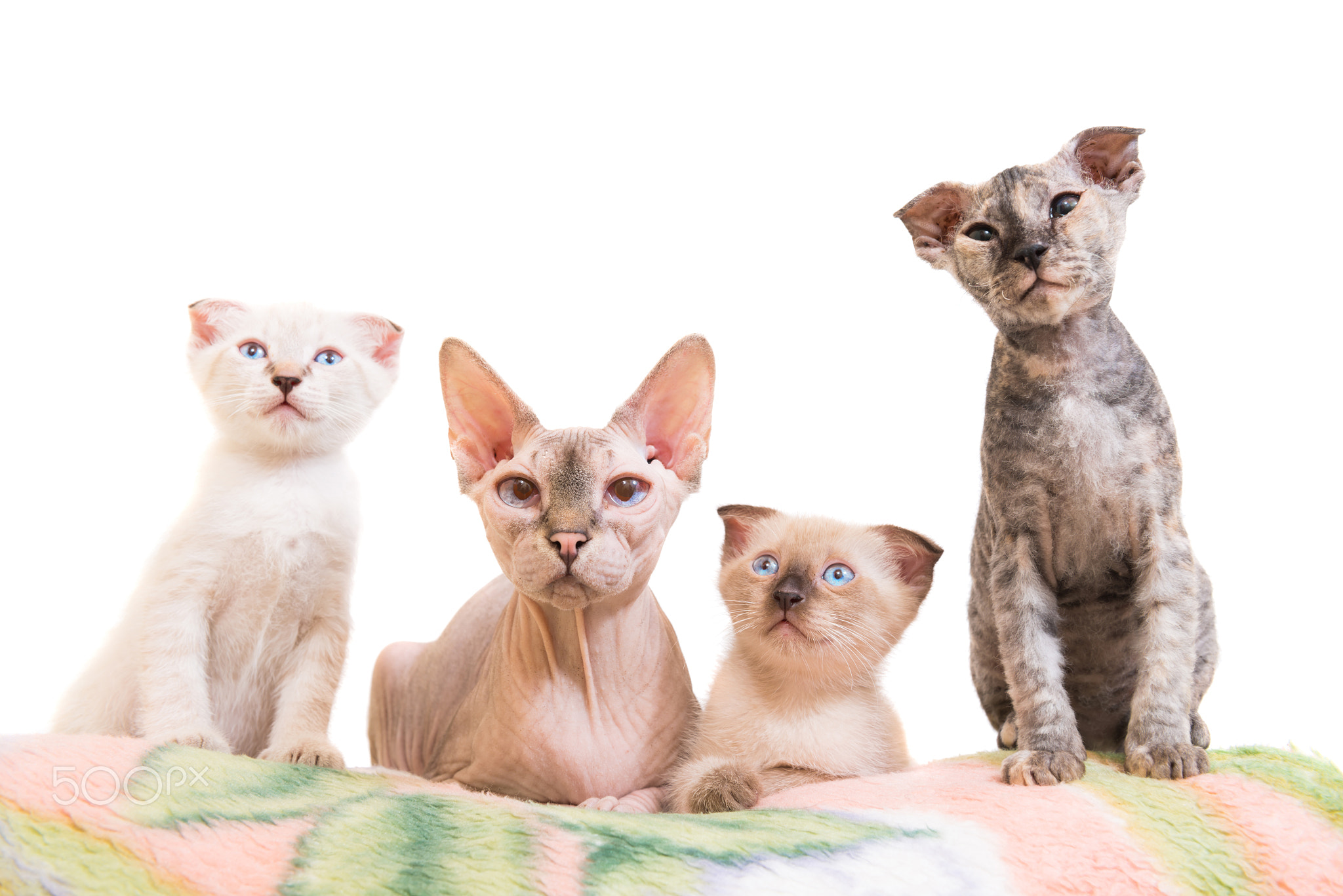 Purebred sphinx cat lying with kittens