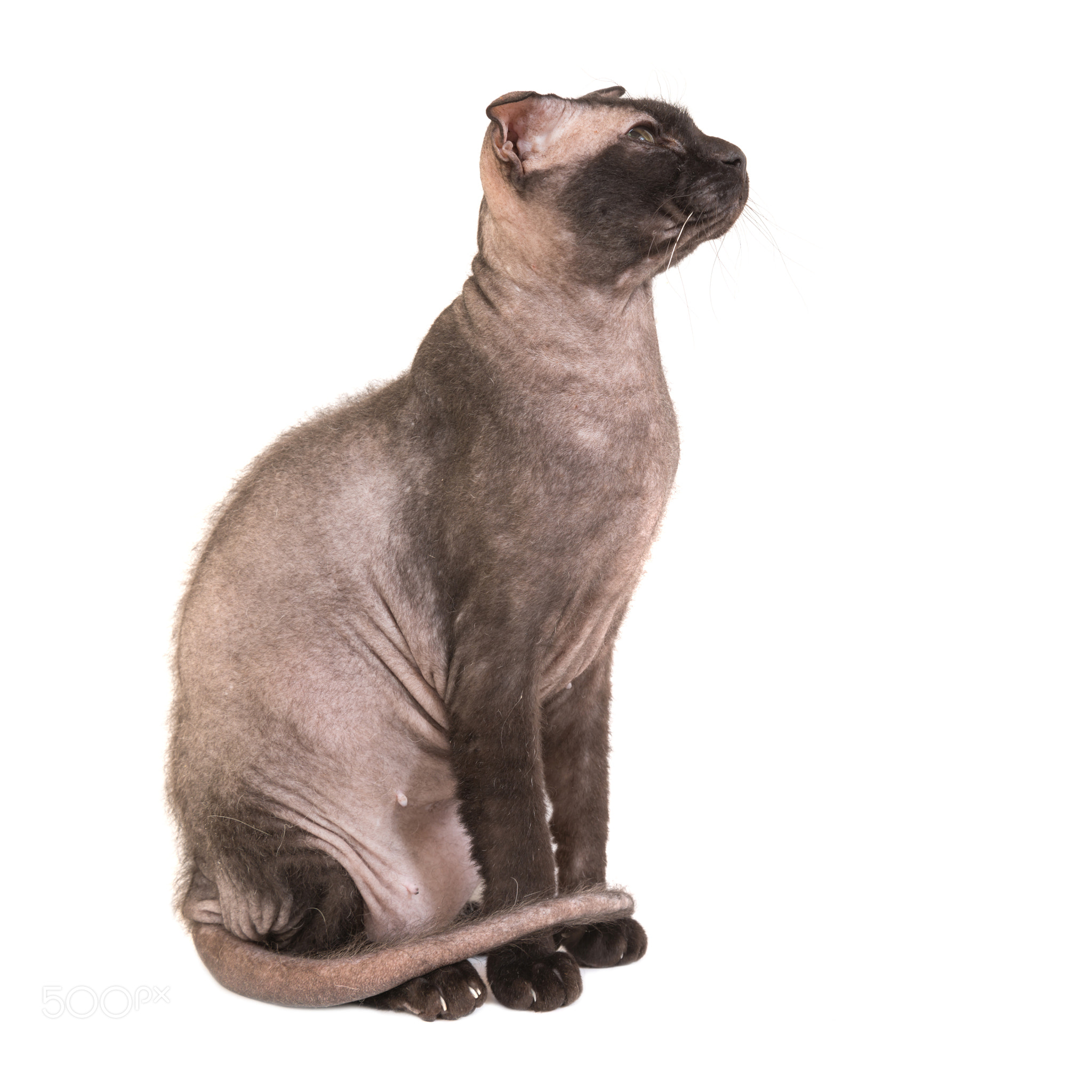 Black purebred sphinx cat