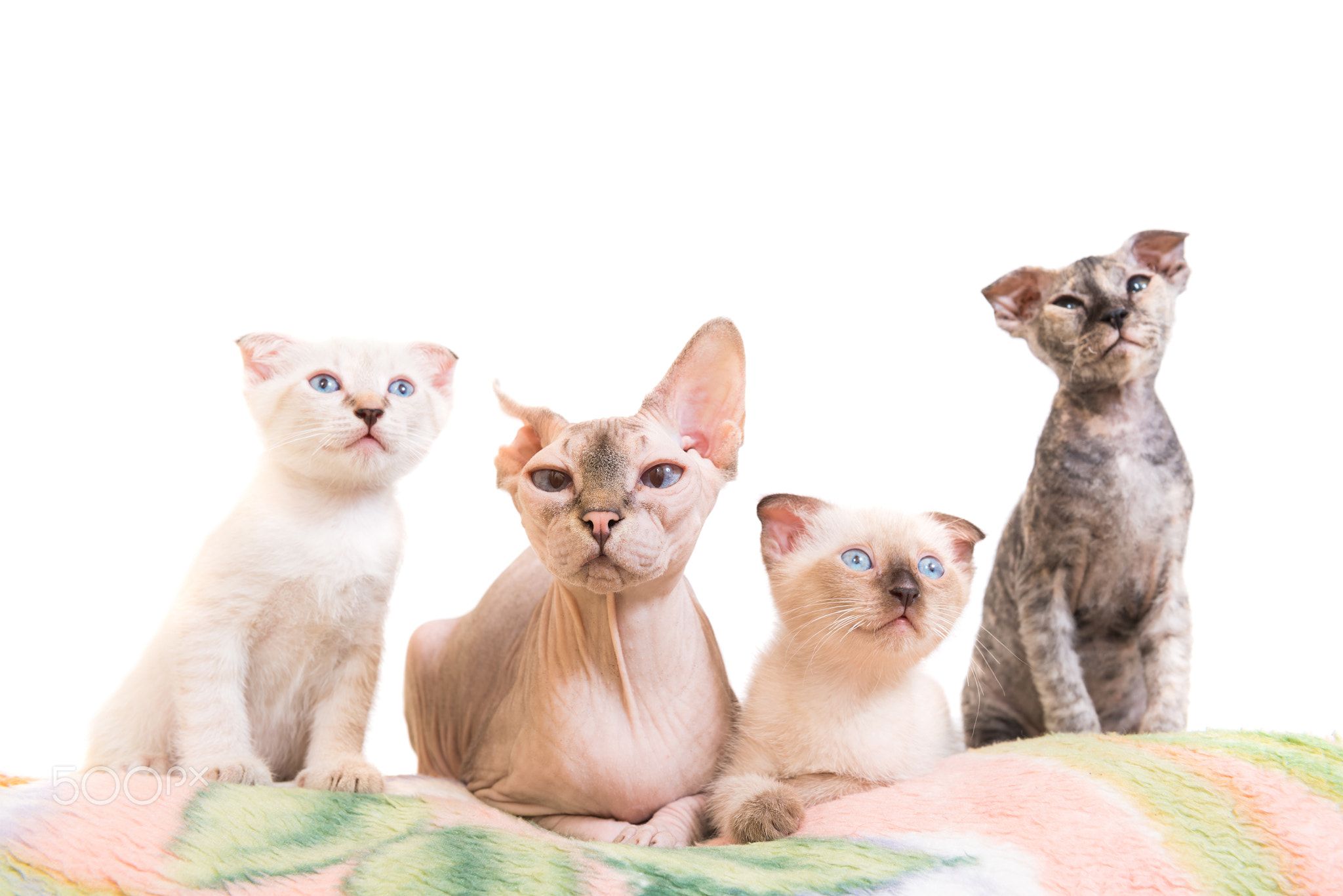 Purebred sphinx cat lying with kittens