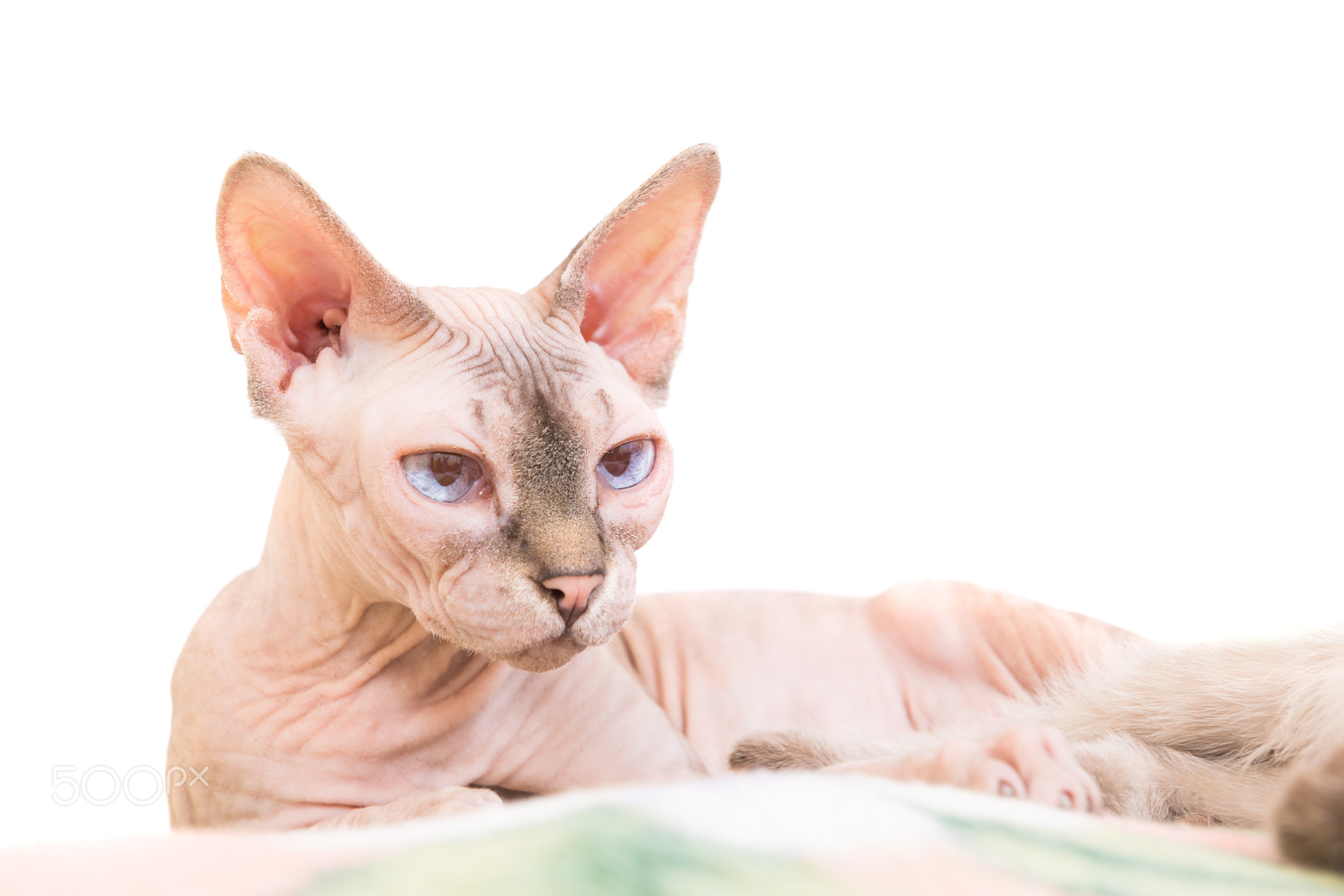 Lying purebred sphinx cat