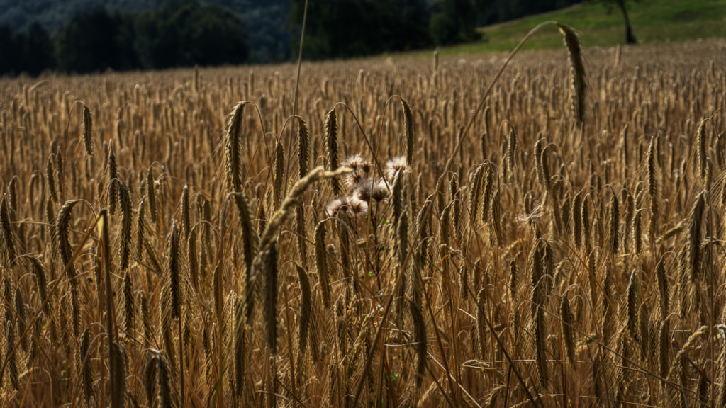 fields of gold by dirk derbaum on 500px.com