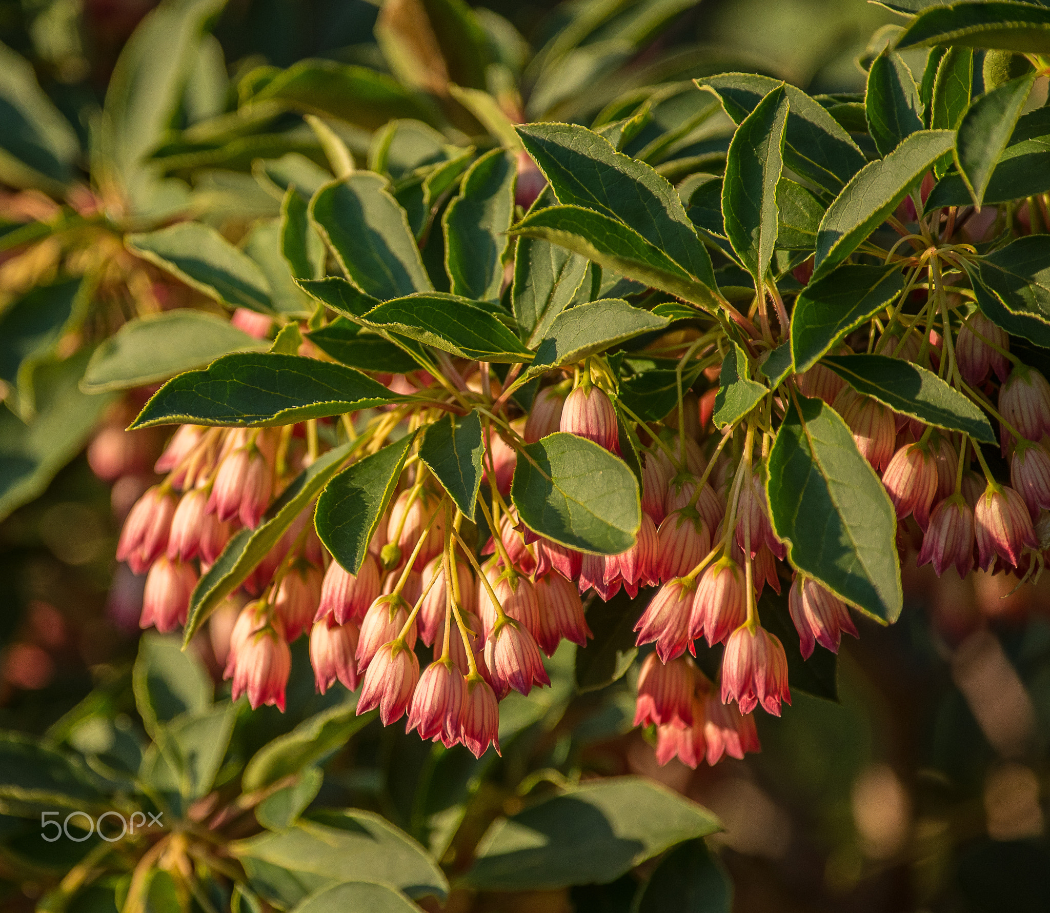 Unidentified shrub