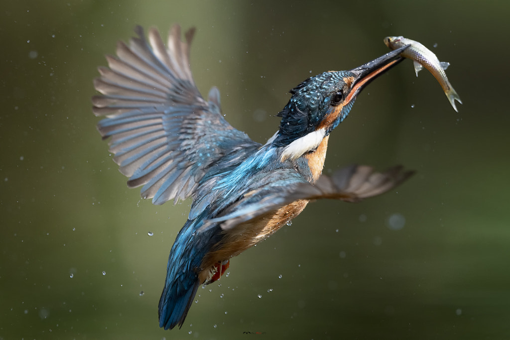 'Fish for lunch'  by Mauro Rossi on 500px.com