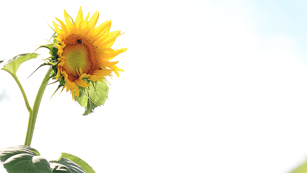 My Tall Sunflower by Jeff Carter on 500px.com