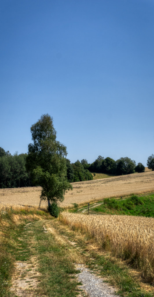 birch by dirk derbaum on 500px.com