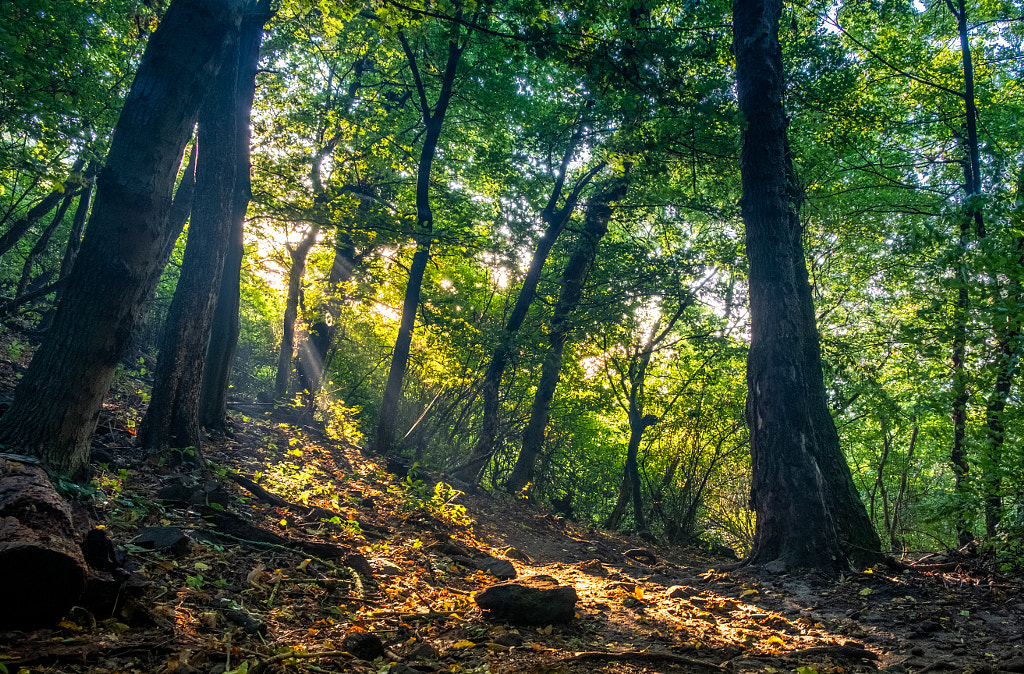 Rays of morning light by Pavel Baturin on 500px.com