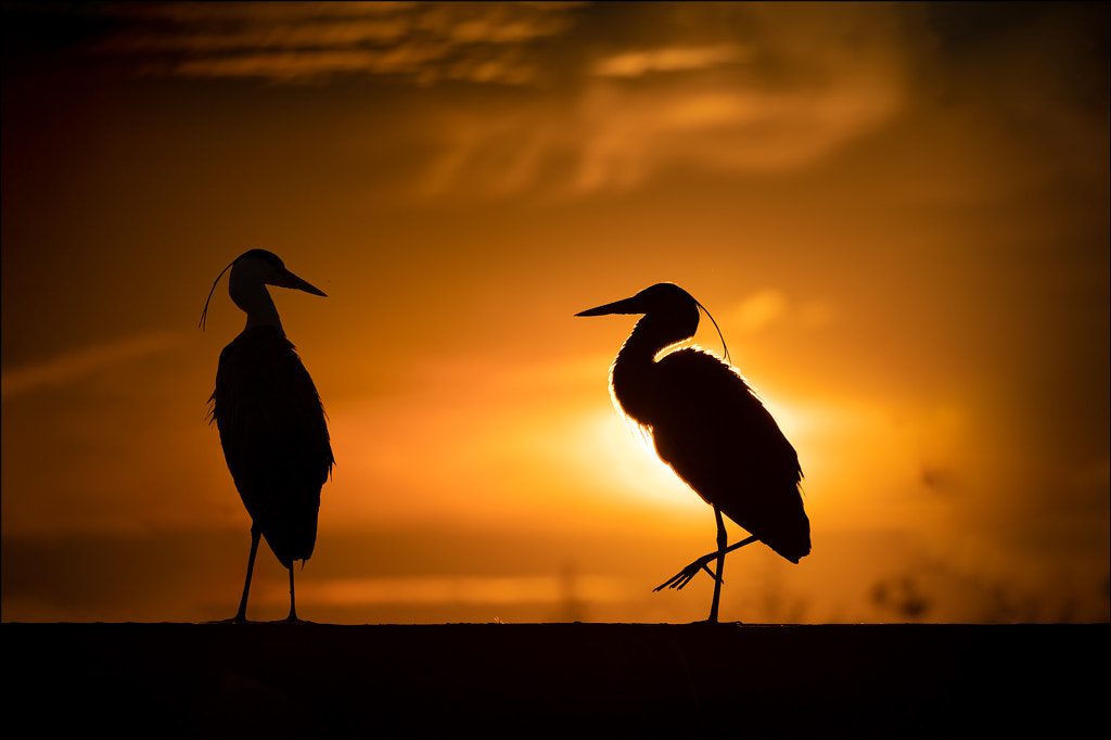 Grey Herons by Georg Scharf on 500px.com