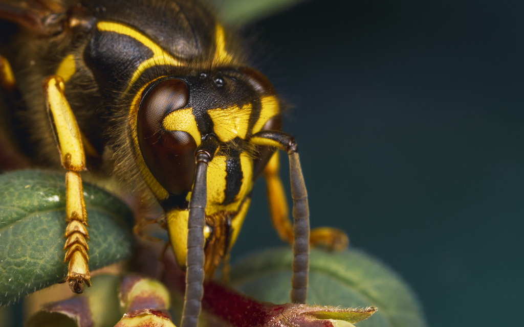 IMAGE: https://drscdn.500px.org/photo/1000708123/m%3D900/v2?sig=eecc4aa9a16cf345b5d819b907c2cb7264f30234b08062d220c83e033921db98