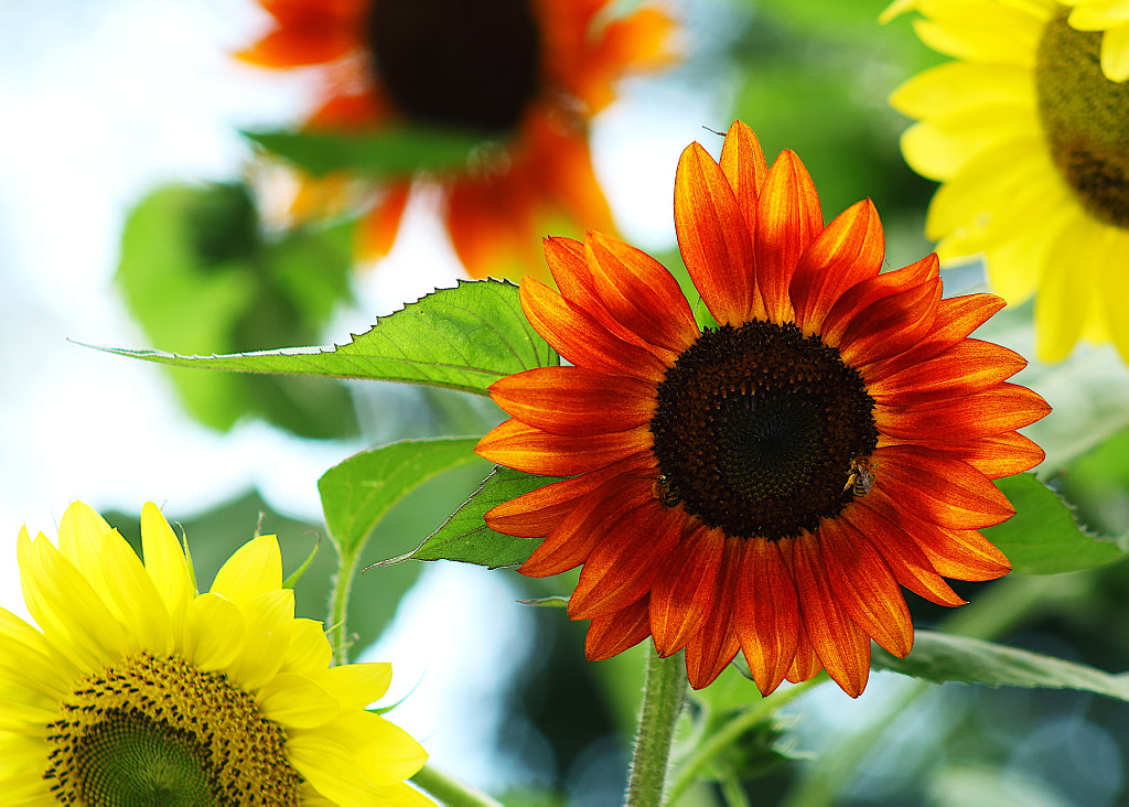 August Sunflowers by Jeff Carter on 500px.com