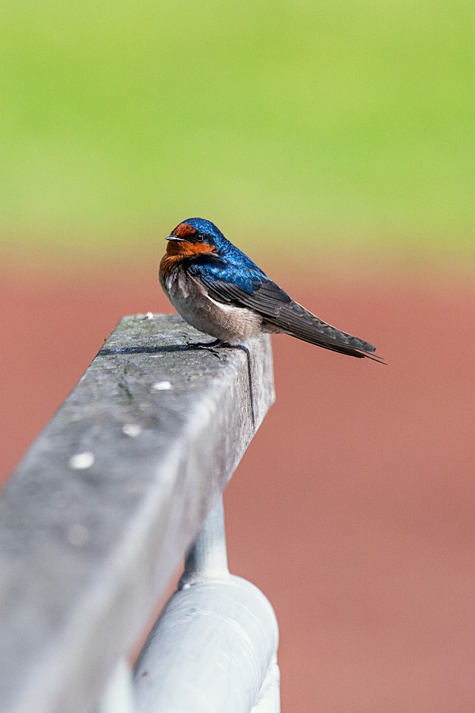 Welcome Swallow by Paul Amyes on 500px.com