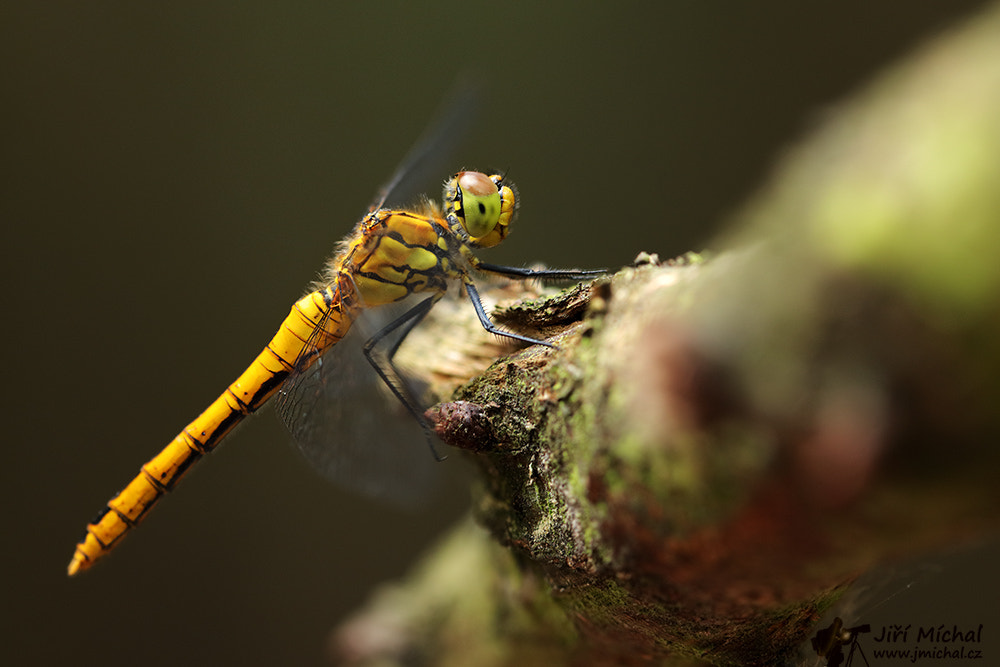 Ruddy darter