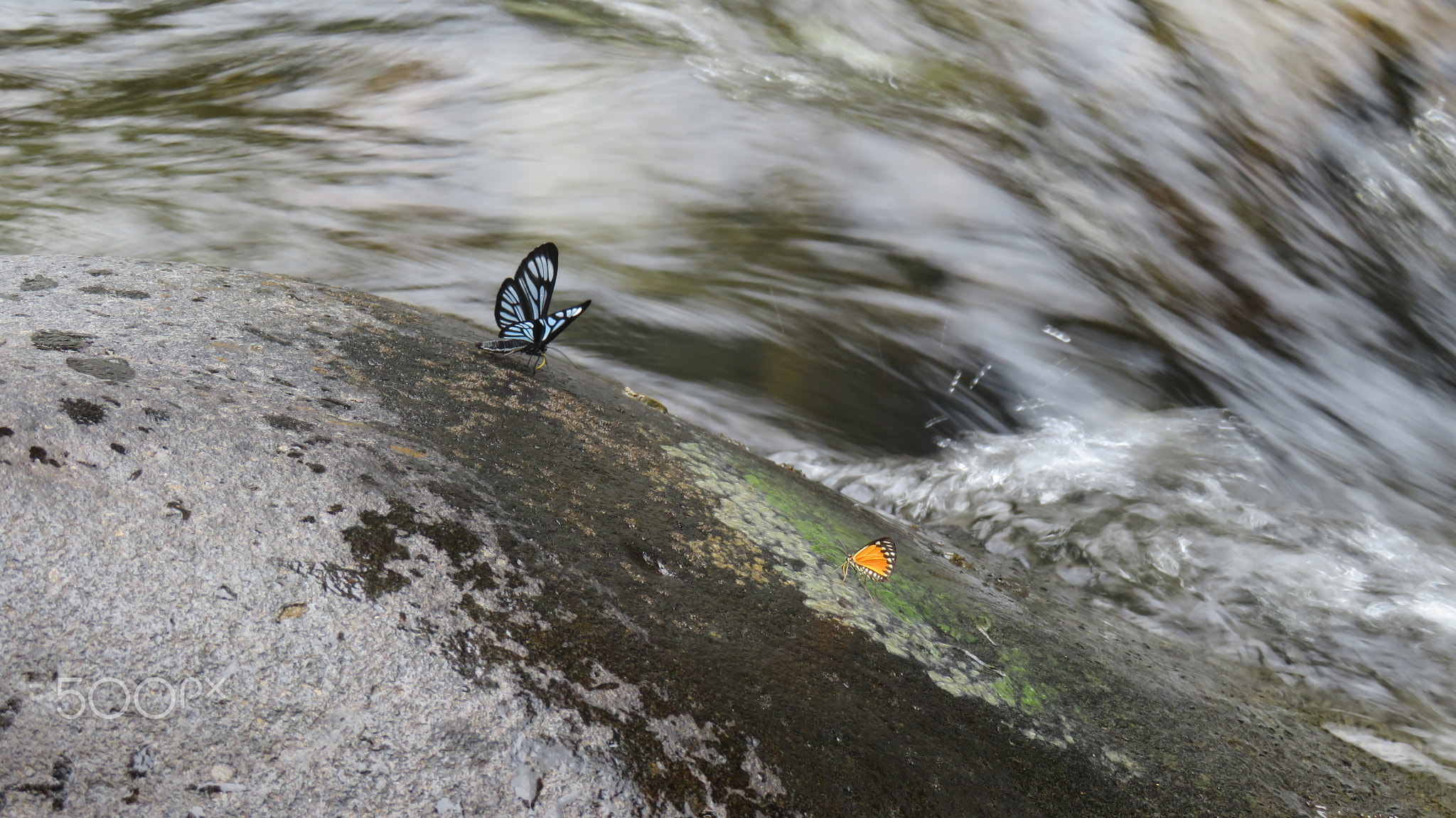 Two Thirsty Butterflies