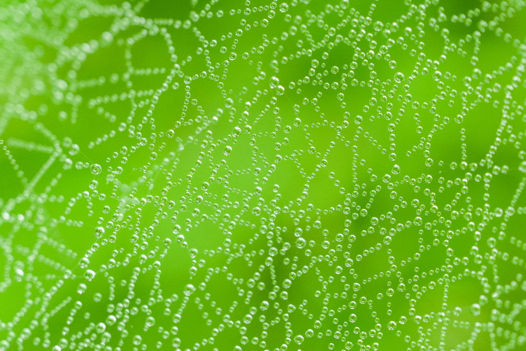 Spider´s Maze by Juraj Šulek on 500px.com