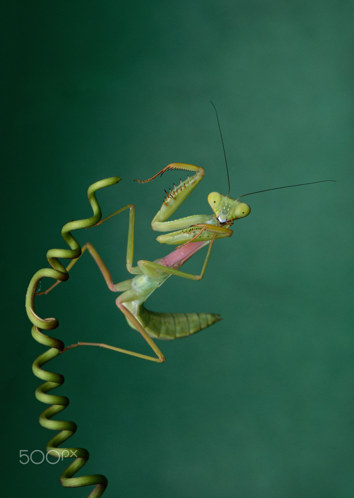 Praying Mantis