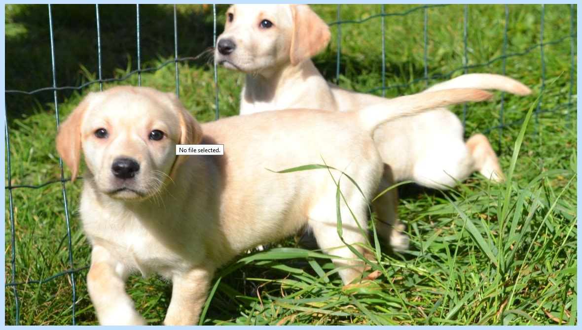 Chiot labrador à vendre
