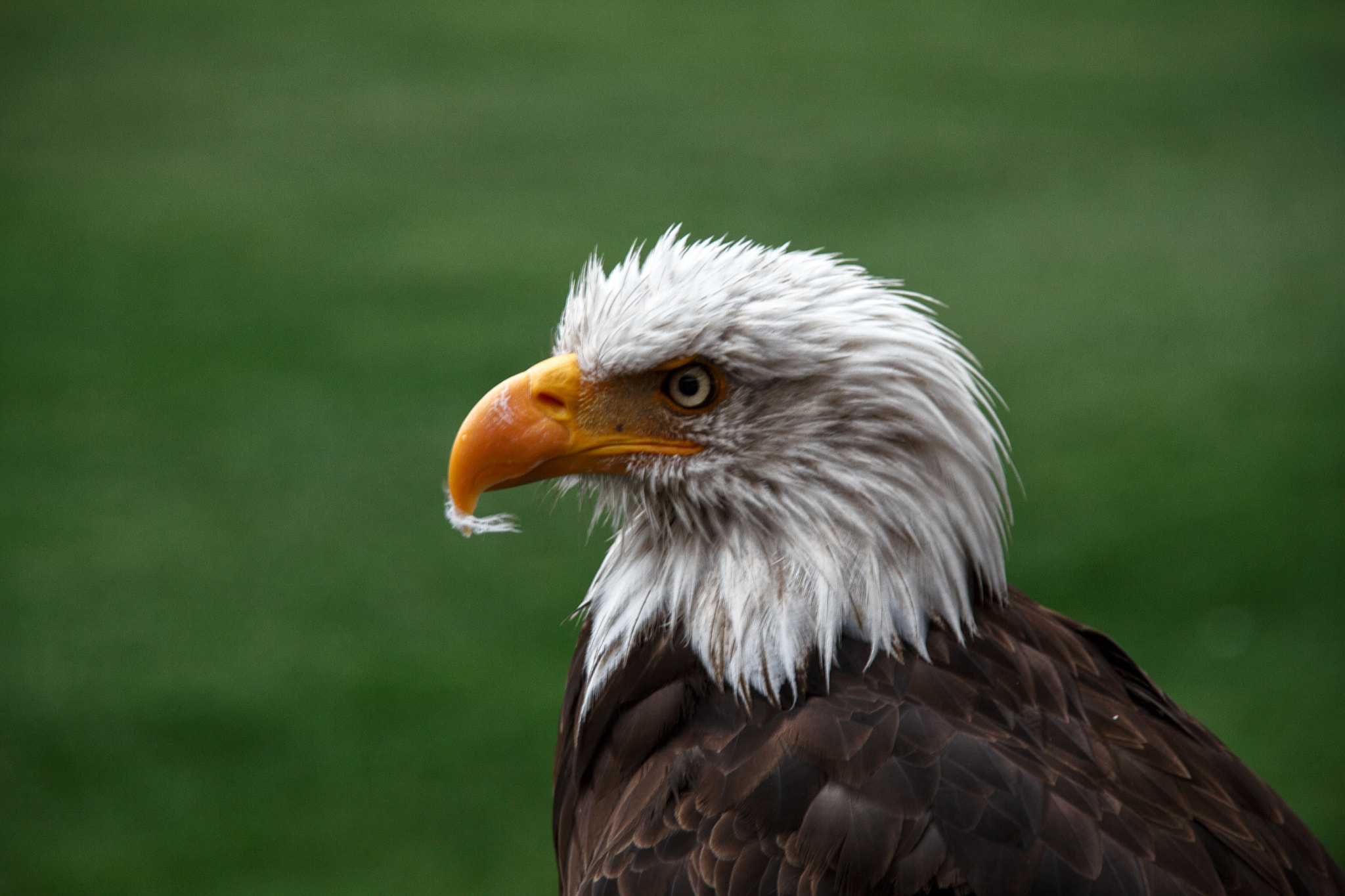 Benfica eagle