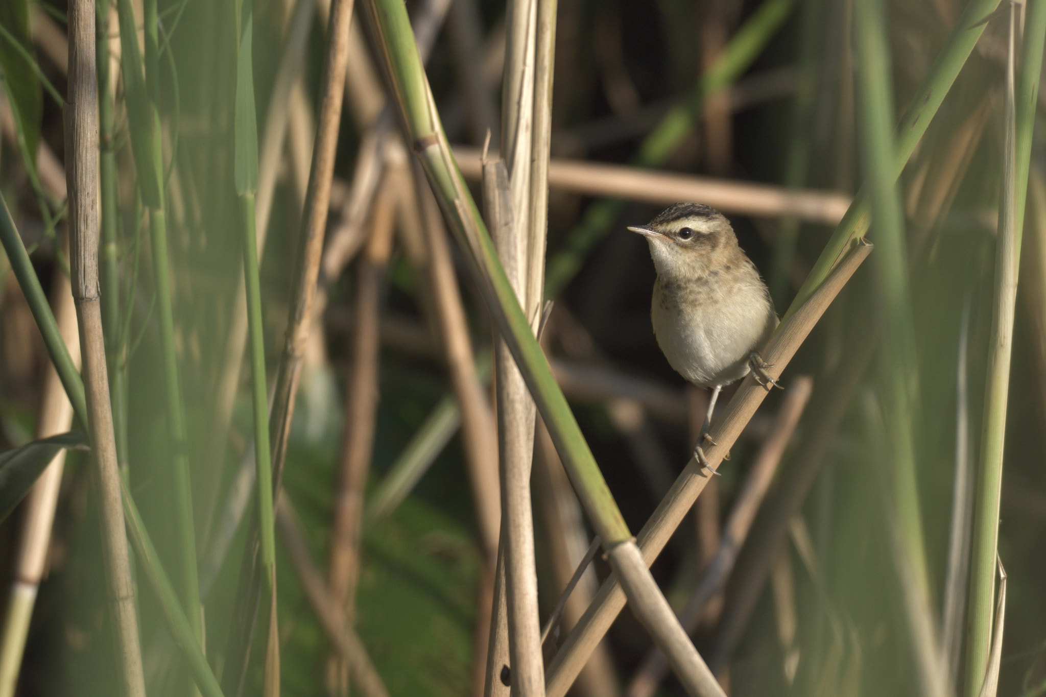 Sedge Warbler