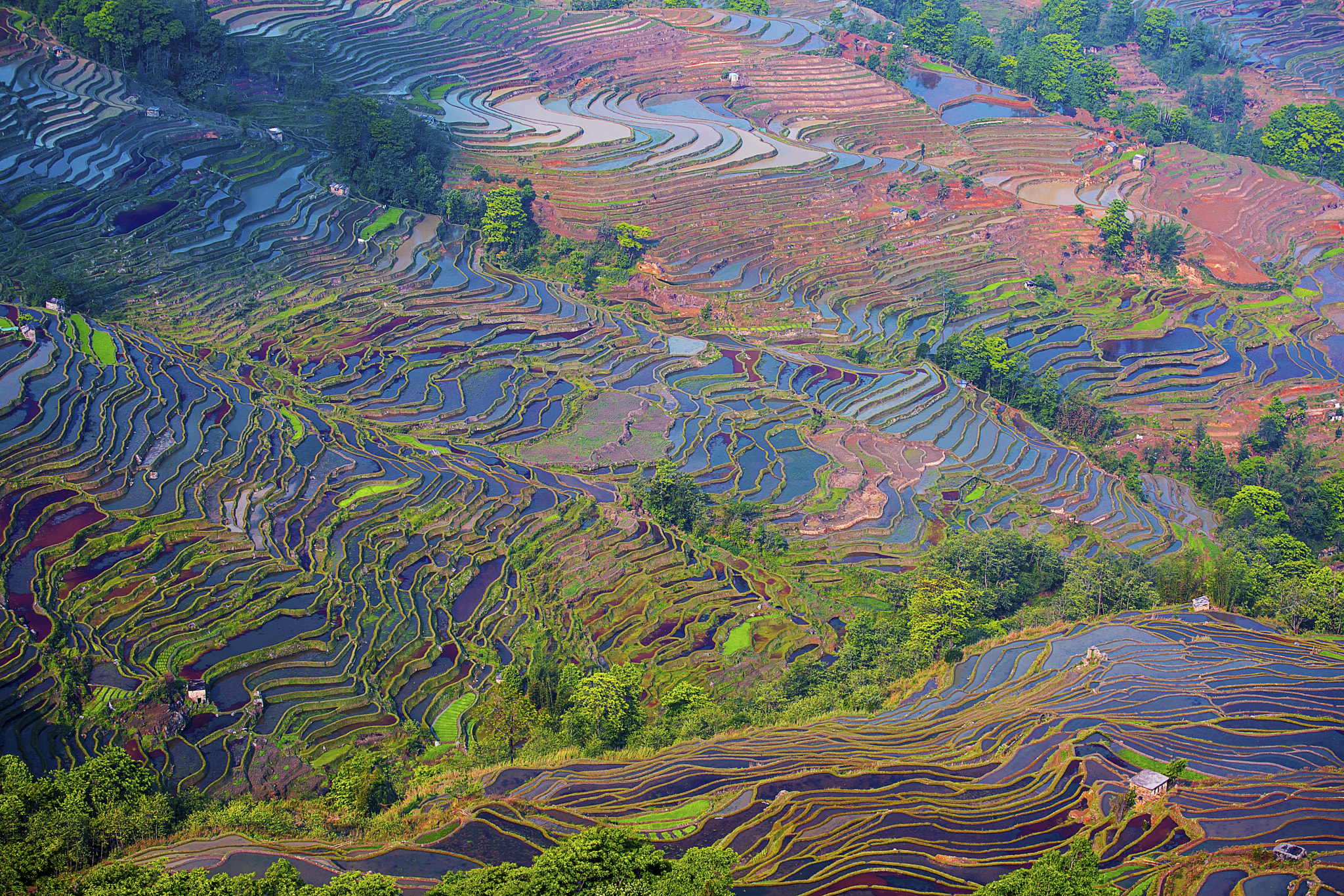 Yuanyang Rice Terrance, China, Yunnan, 云南, 元阳, 哈尼梯