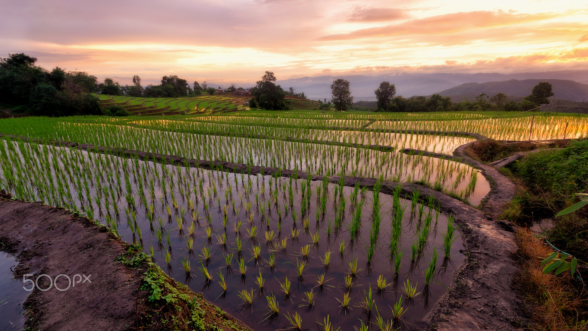 Organic farming