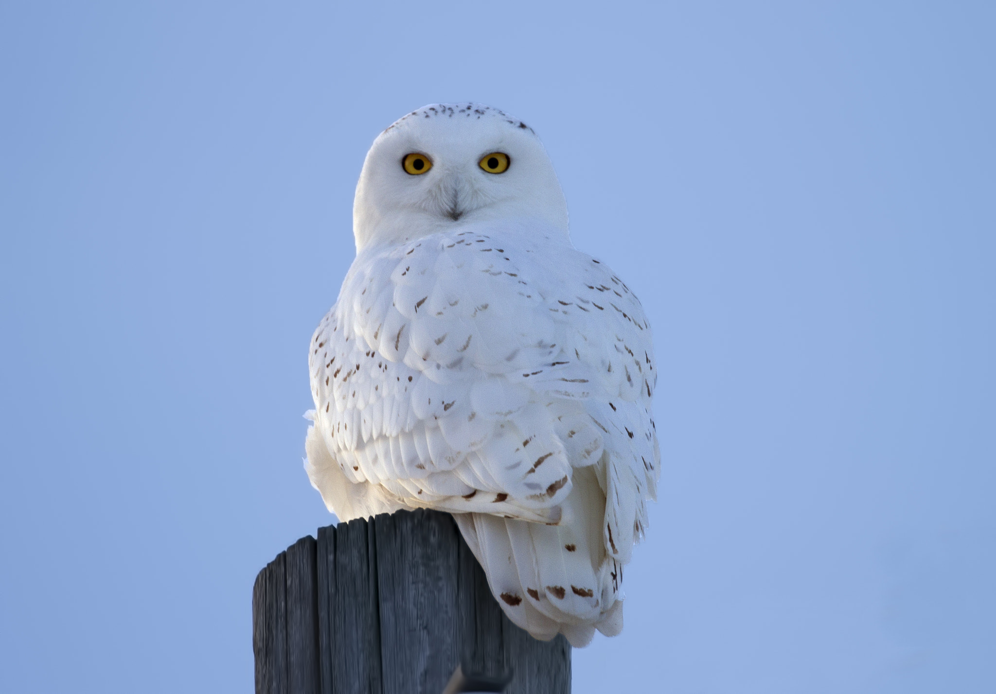 Canon EF 200-400mm F4L IS USM Extender 1.4x sample photo