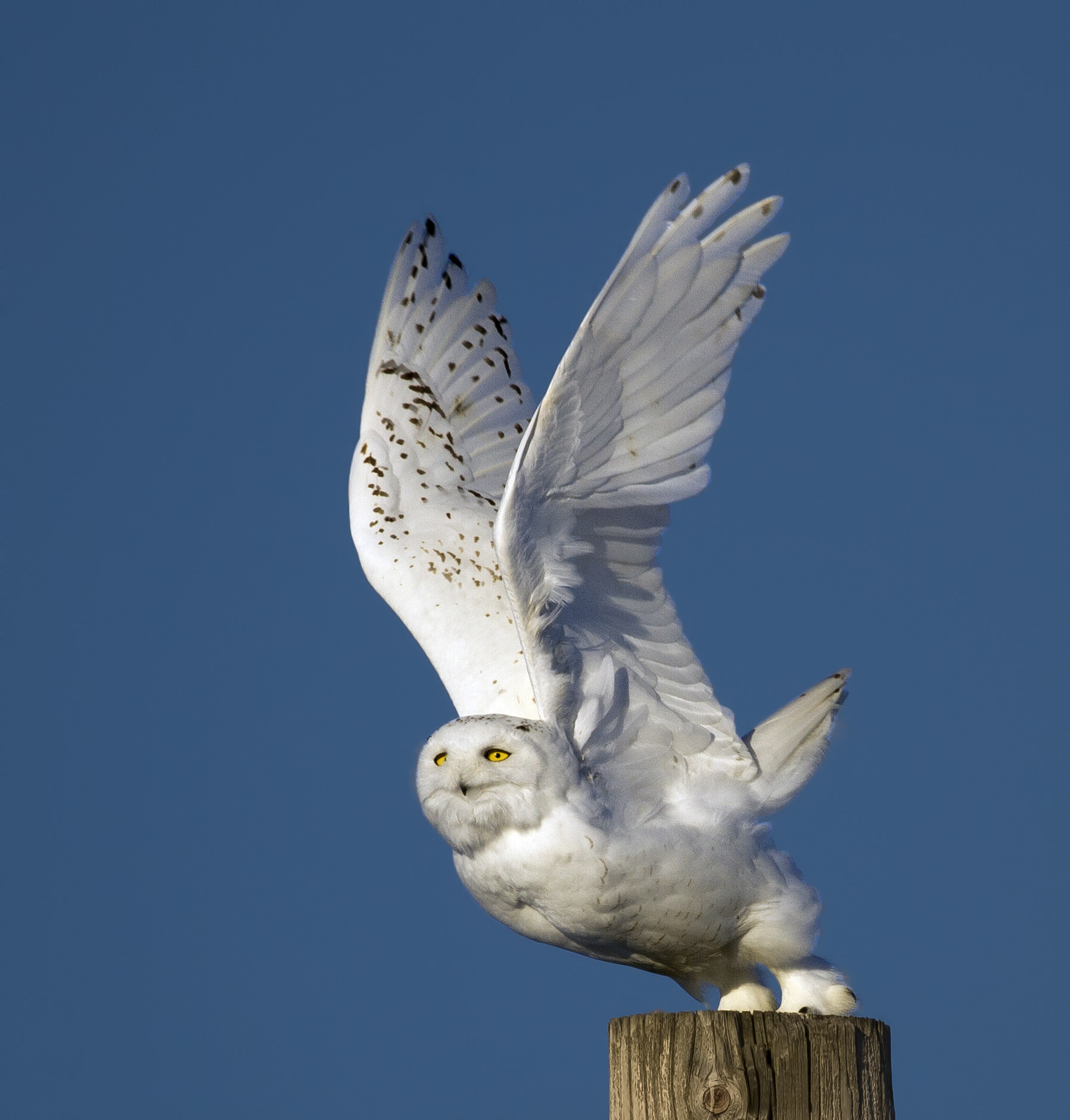 Canon EF 200-400mm F4L IS USM Extender 1.4x sample photo. () photography