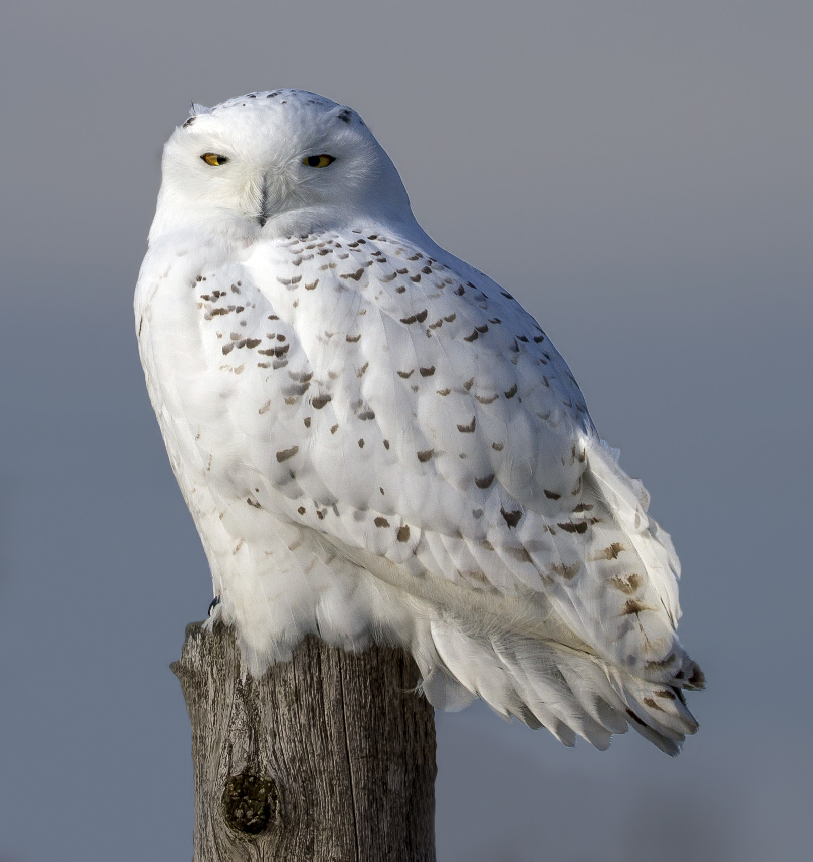 Canon EF 200-400mm F4L IS USM Extender 1.4x sample photo. () photography