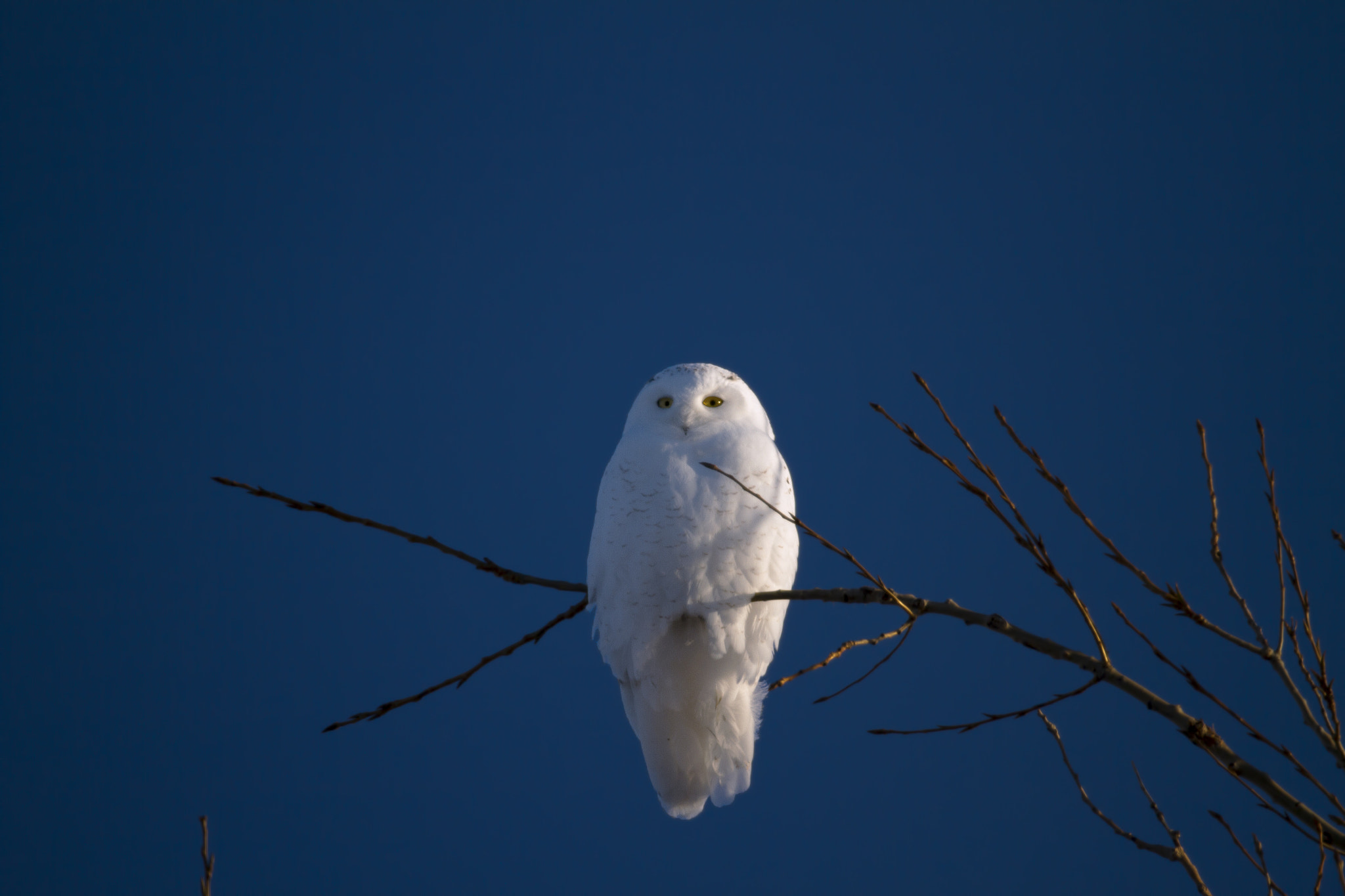 Canon EF 200-400mm F4L IS USM Extender 1.4x sample photo. Snowy owl photography