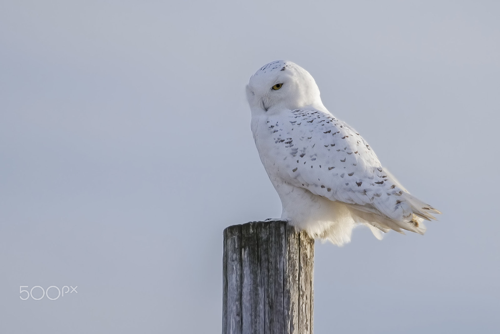 Canon EF 200-400mm F4L IS USM Extender 1.4x sample photo. So dec () photography