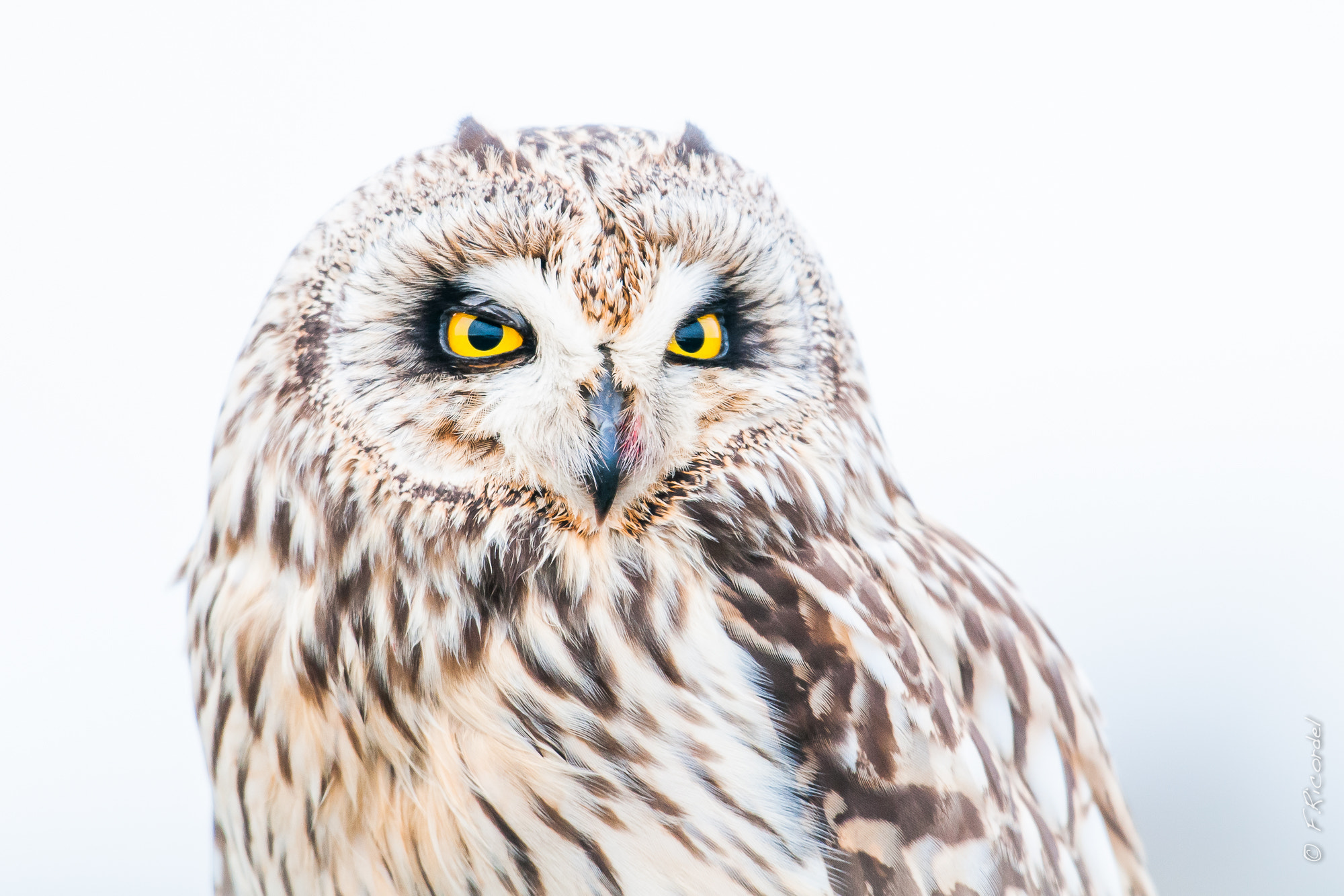 Short Eared Owl