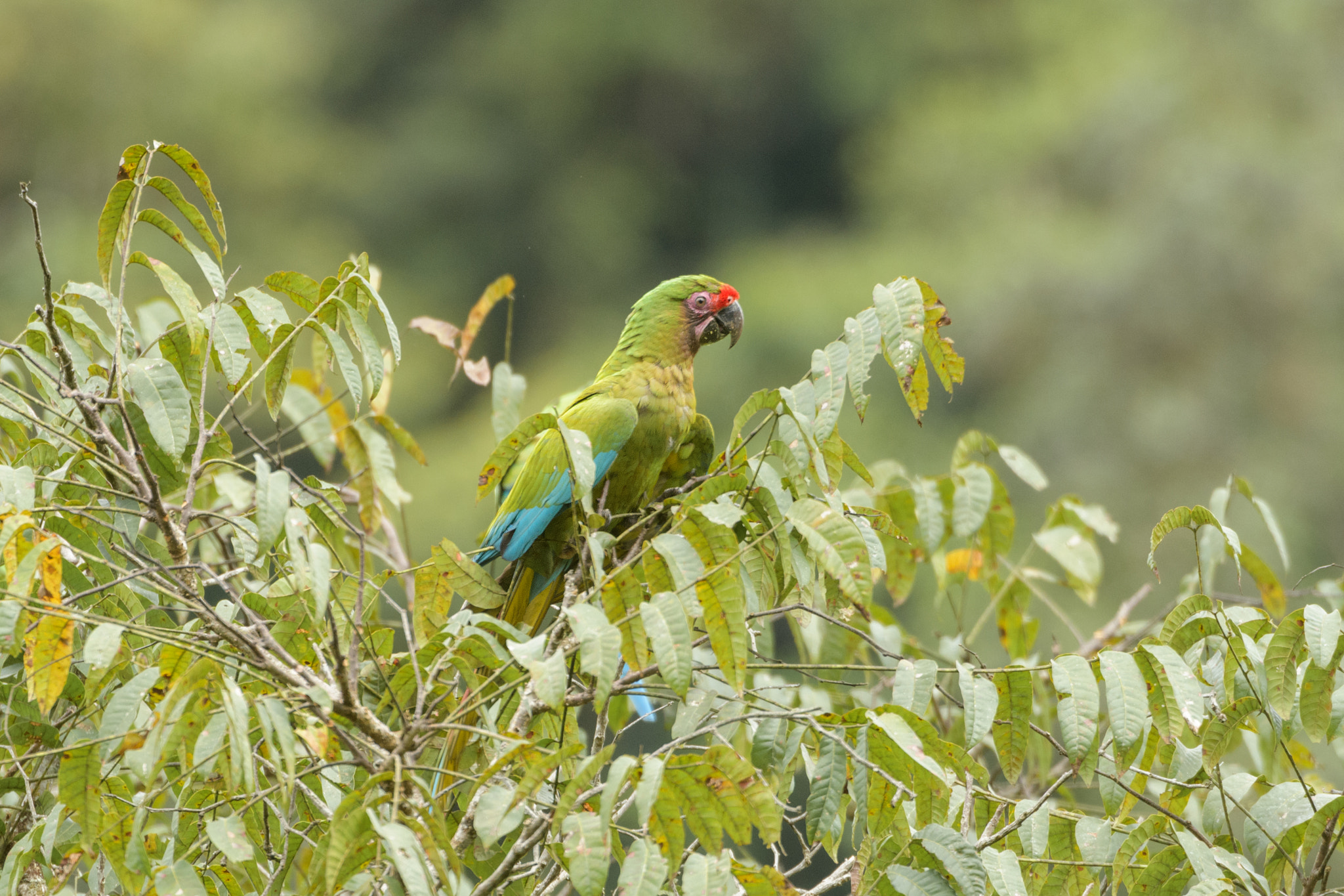 Guacamayo Militar