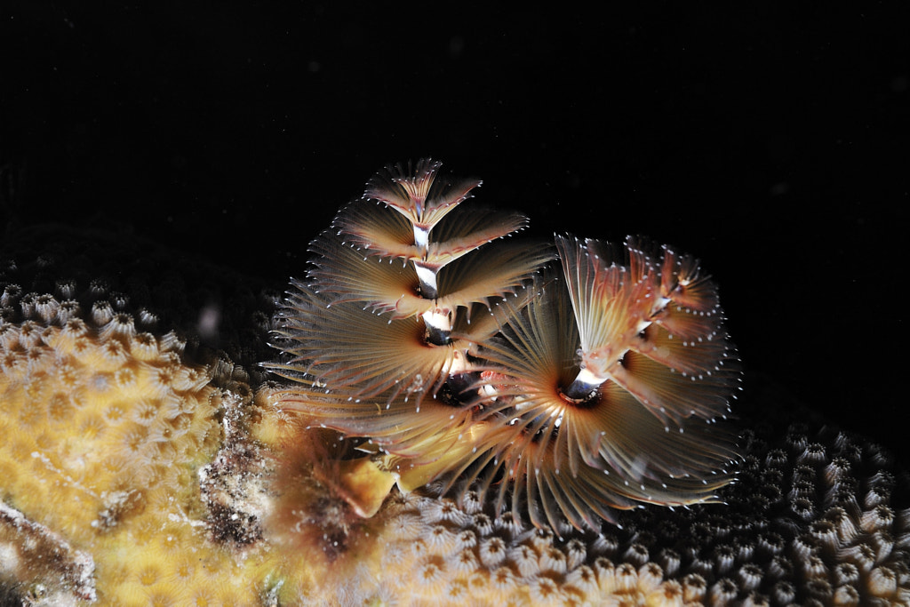 Christmas Tree Worm, Bonaire by Warren Lo on 500px.com