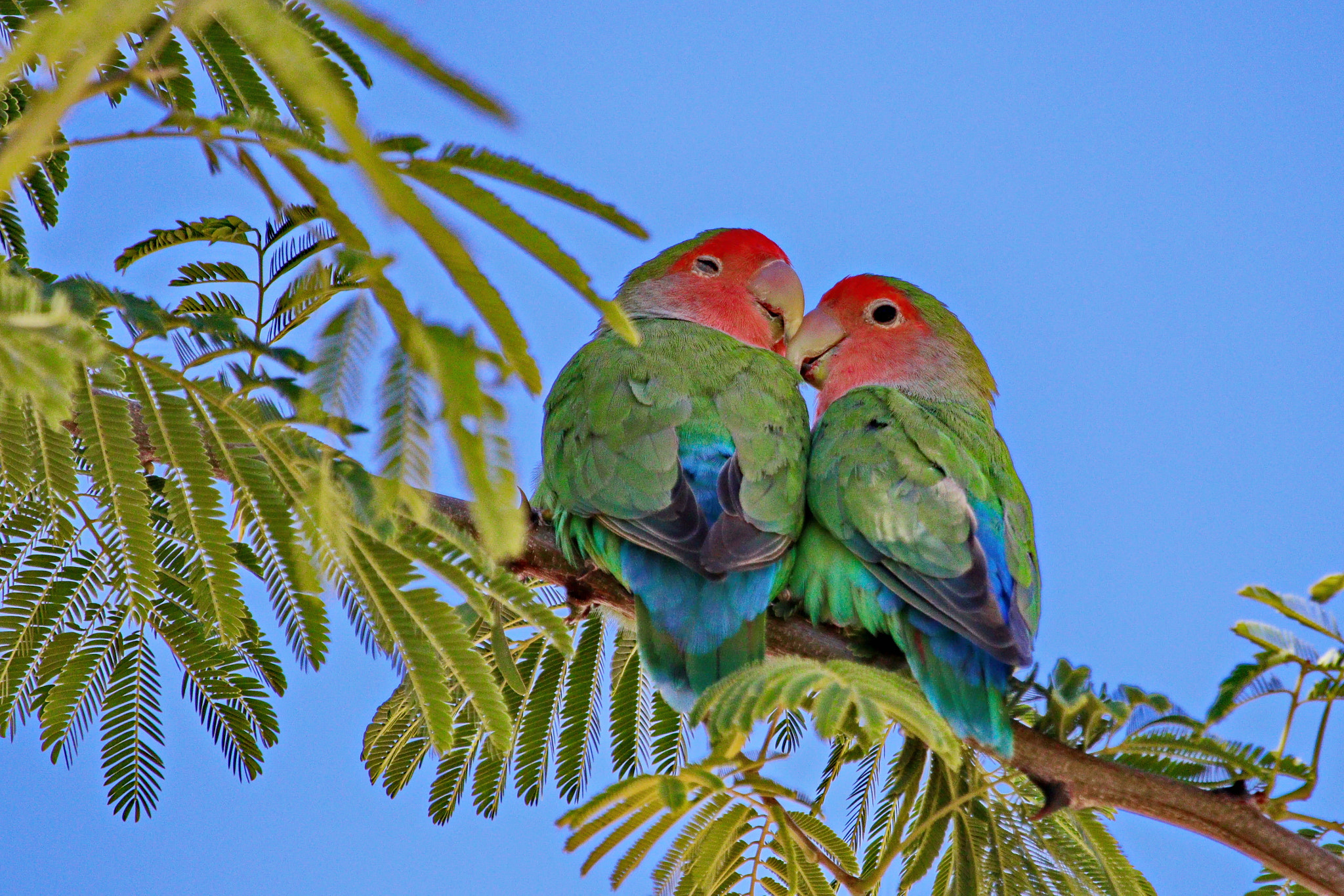 love bird series netflix