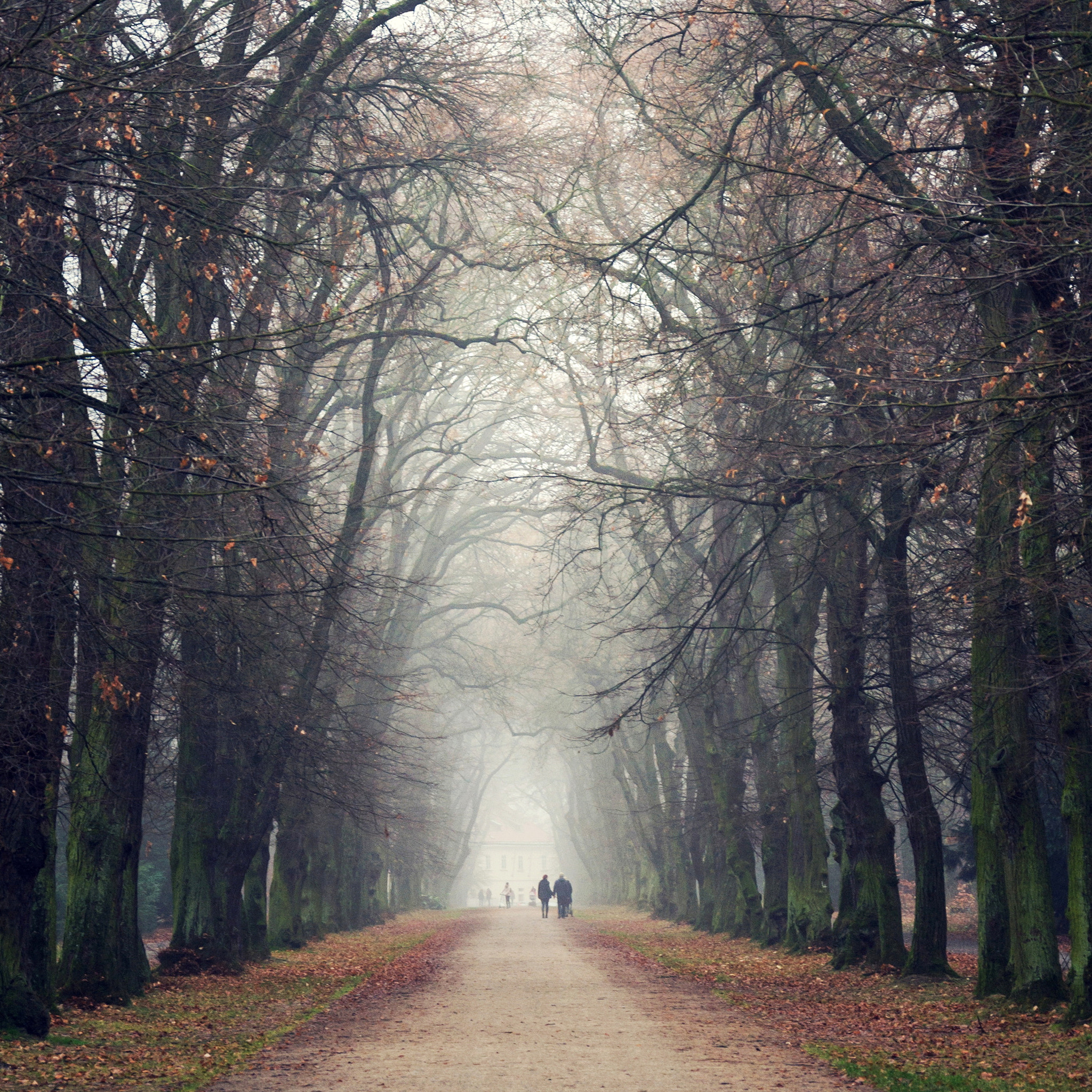 Couple holding hands walking in beautiful romantic autumn alley, cloudy foggy day, partner issues ps