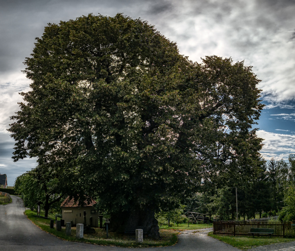 linde by dirk derbaum on 500px.com