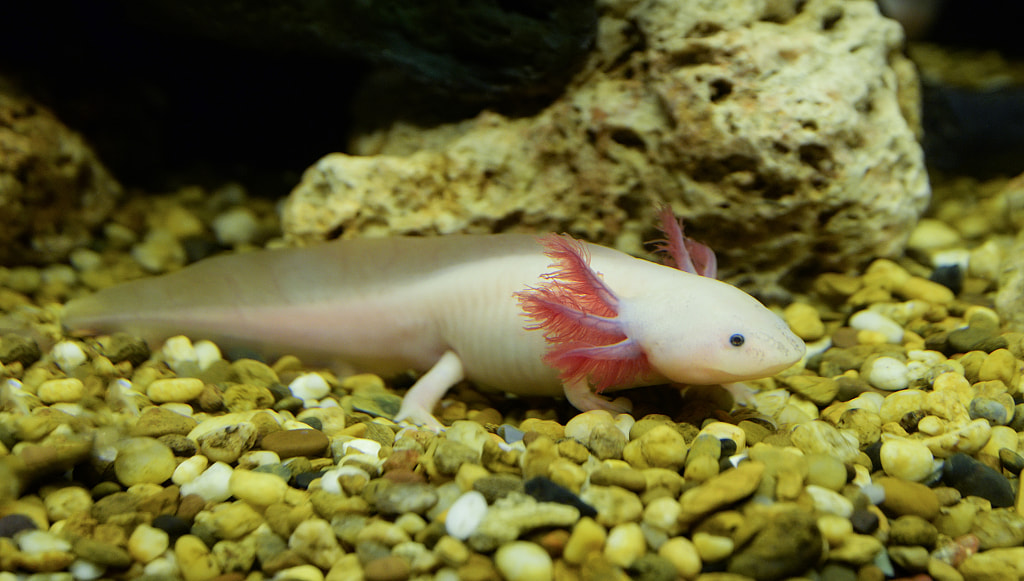 Axolotl swimming underwater marine life fish tank aquariumAxolotl Lifespan: How Long Do Axolotls Live For