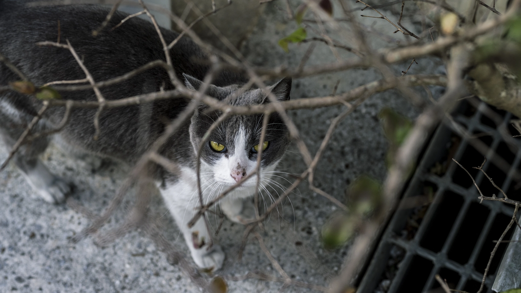 v2?sig=aabb78dcb365419d21434b09d9410c152653066fc30eddbc93f811234498c8df