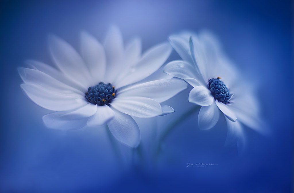 flower  by Jarmila Vymazalová on 500px.com