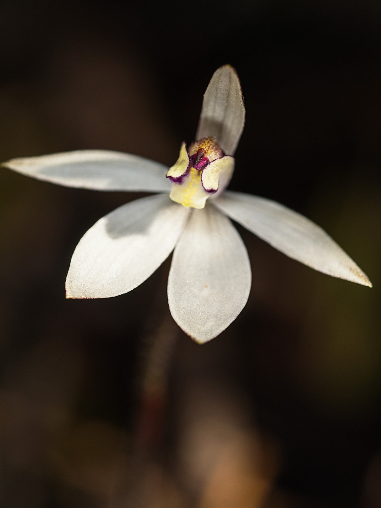 Sugar Orchid by Paul Amyes on 500px.com