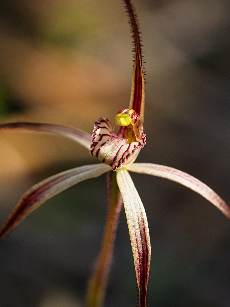 Slender Spider Orchid by Paul Amyes on 500px.com