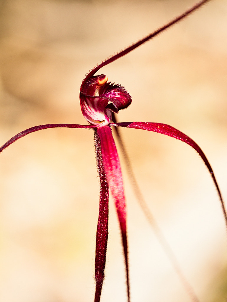 Blood Spider Orchid by Paul Amyes on 500px.com